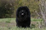 CHOW CHOW 445